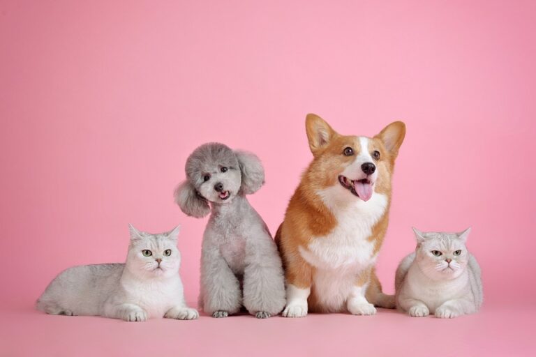 Mundo Pets