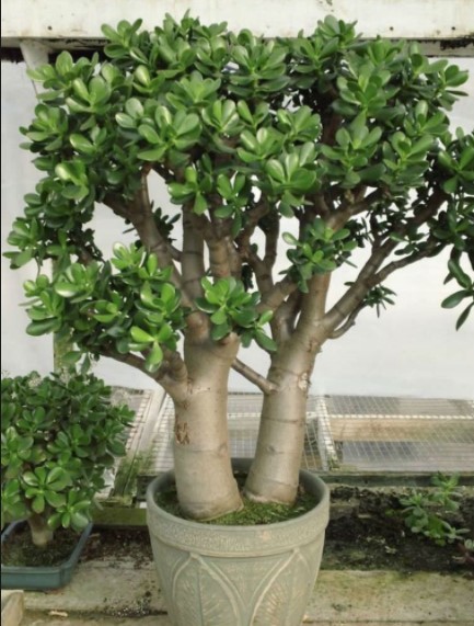 Arbolitos de jade