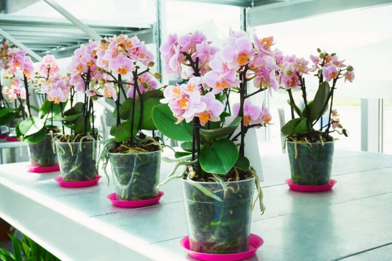 Orquídeas Phalaenopsis Adriana